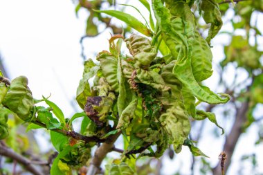 Ağaç yaprağı hastalığı, bükülmüş şeftali ağacı yaprakları. seçici odak