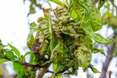Ağaç yaprağı hastalığı, bükülmüş şeftali ağacı yaprakları. seçici odak