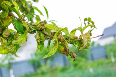 Ağaç yaprağı hastalığı, bükülmüş şeftali ağacı yaprakları. seçici odak
