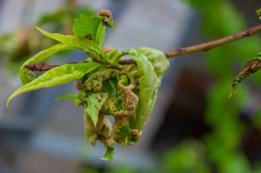 Ağaç yaprağı hastalığı, bükülmüş şeftali ağacı yaprakları. seçici odak