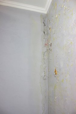 Duvardaki siyah küf. Evi sel bastıktan sonra duvarda mantar vardı. seçici odak