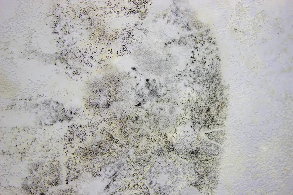 black mold on the wall. Fungus on the wall after the flooding of the house. selective focus