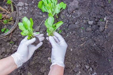 Yaşlı bir kadının elleri toprağı genç bir bitkiyle tutuyor. Toprağa fidanlar ekiyorum. Yanında bir spatula var. Doğa koruma ve tarım kavramı. seçici odak