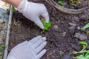 Yaşlı bir kadının elleri toprağı genç bir bitkiyle tutuyor. Toprağa fidanlar ekiyorum. Yanında bir spatula var. Doğa koruma ve tarım kavramı. seçici odak