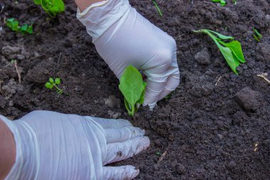 Yaşlı bir kadının elleri toprağı genç bir bitkiyle tutuyor. Toprağa fidanlar ekiyorum. Yanında bir spatula var. Doğa koruma ve tarım kavramı. seçici odak