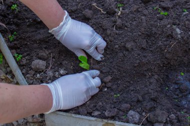 Yaşlı bir kadının elleri toprağı genç bir bitkiyle tutuyor. Toprağa fidanlar ekiyorum. Yanında bir spatula var. Doğa koruma ve tarım kavramı. seçici odak