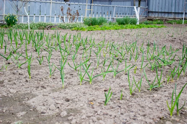 Jardín Granja Planta Buena Cosecha Enfoque Selectivo — Foto de Stock