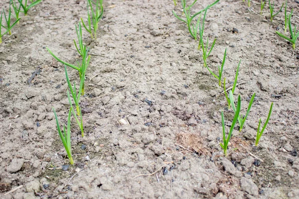 Jardin Sur Ferme Plante Bonne Récolte Focus Sélectif — Photo