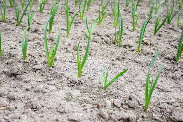 Jardín Granja Planta Buena Cosecha Enfoque Selectivo — Foto de Stock