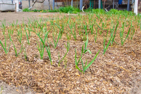 農場の庭だ 植物だ 収穫はいい 選択的焦点 — ストック写真