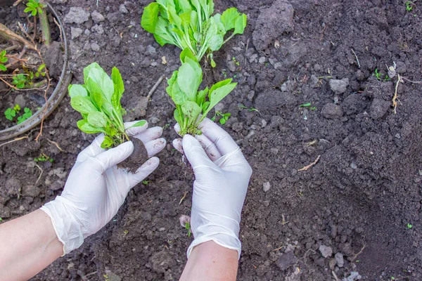 Yaşlı bir kadının elleri toprağı genç bir bitkiyle tutuyor. Toprağa fidanlar ekiyorum. Yanında bir spatula var. Doğa koruma ve tarım kavramı. seçici odak