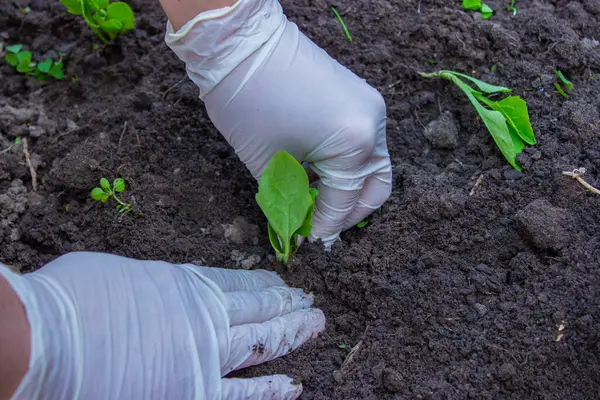 Yaşlı bir kadının elleri toprağı genç bir bitkiyle tutuyor. Toprağa fidanlar ekiyorum. Yanında bir spatula var. Doğa koruma ve tarım kavramı. seçici odak