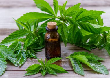 Kenevir yağı. Taze kenevir yaprakları. Kavanozlar dolusu esrar yağı..