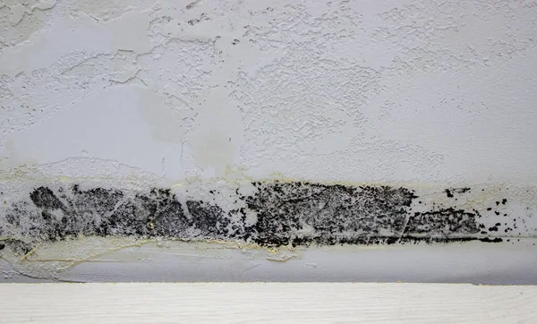 black mold on the wall. Fungus on the wall after the flooding of the house.