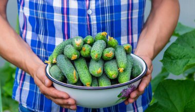Çiftçi elinde bir kase taze koparılmış salatalık tutuyor. seçici odak