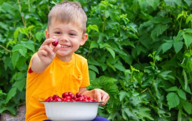 Çocuk taze toplanmış kirazlarla dolu bir kase tutuyor. seçici odak