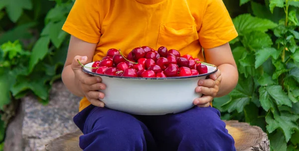 Enfant Tient Bol Avec Des Cerises Fraîchement Cueillies Focus Sélectif — Photo