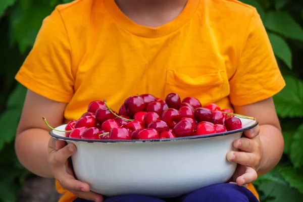 Enfant Tient Bol Avec Des Cerises Fraîchement Cueillies Focus Sélectif — Photo