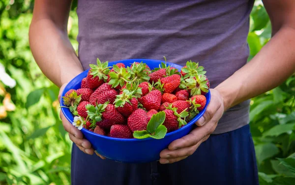 Agricoltore Sta Tenendo Una Ciotola Fragole Appena Raccolte Focus Selettivo — Foto Stock