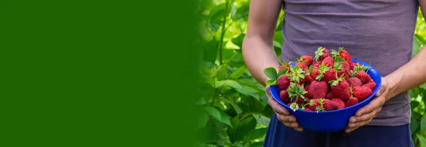 Γεωργός Κρατά Ένα Μπολ Φρεσκομαζεμένες Φράουλες Επιλεκτική Εστίαση — Φωτογραφία Αρχείου