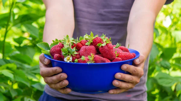 Agricoltore Sta Tenendo Una Ciotola Fragole Appena Raccolte Focus Selettivo — Foto Stock