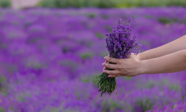 Woman Field Lavender Flowers White Dress Ukraine Selective Focus — 图库照片