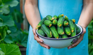 Çiftçi elinde bir kase taze koparılmış salatalık tutuyor..