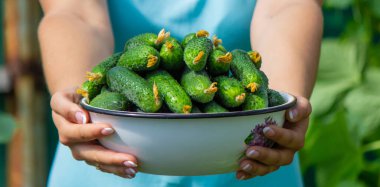 Çiftçi elinde bir kase taze koparılmış salatalık tutuyor..