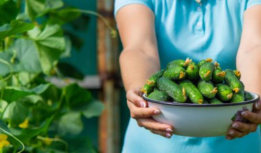 Çiftçi elinde bir kase taze koparılmış salatalık tutuyor..