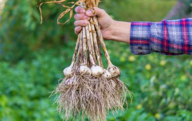 Bir çiftçinin elinde yeni toplanmış sarımsak. Çevre dostu ürün. seçici odak