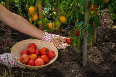 The farmer harvests tomatoes in the garden. Selective focus. Food.