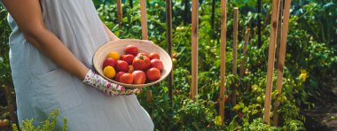 The farmer harvests tomatoes in the garden. Selective focus. Food.