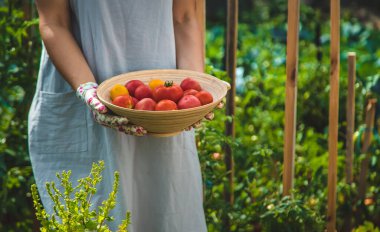 The farmer harvests tomatoes in the garden. Selective focus. Food.