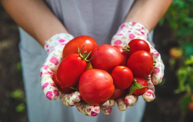 The farmer harvests tomatoes in the garden. Selective focus. Food.