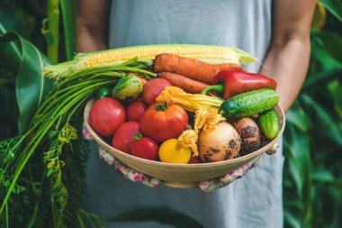 Farmer woman harvests vegetables in the garden. Selective focus. Food.
