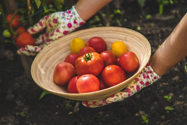 The farmer harvests tomatoes in the garden. Selective focus. Food.