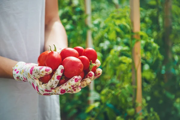 The farmer harvests tomatoes in the garden. Selective focus. Food.