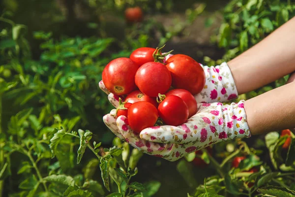 The farmer harvests tomatoes in the garden. Selective focus. Food.