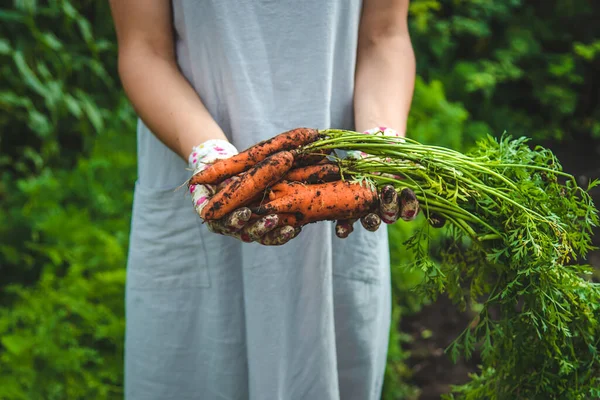 Farmer woman harvests carrots in the garden. Selective focus. Food.