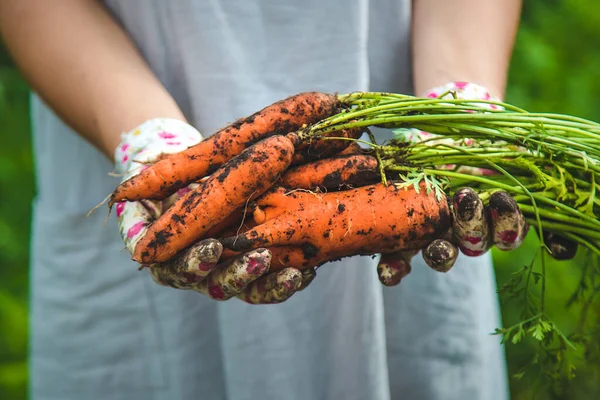 Farmer Woman Harvests Carrots Garden Selective Focus Food — ストック写真