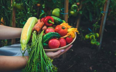Farmer woman harvests vegetables in the garden. Selective focus. Food.