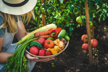 Farmer woman harvests vegetables in the garden. Selective focus. Food.