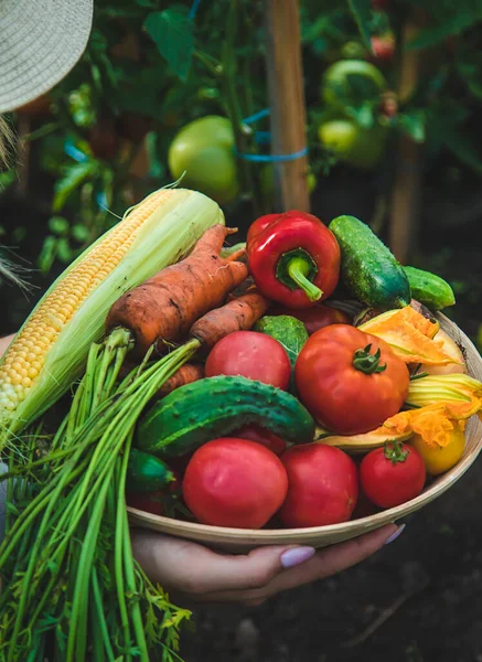 Farmer Woman Harvests Vegetables Garden Selective Focus Food — Stock Photo, Image