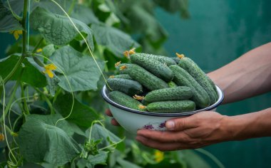 Çiftçi elinde bir kase taze koparılmış salatalık tutuyor. seçici odak