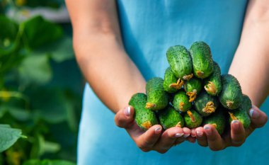 Freshly picked cucumbers in the hands of a farmer. selective focus