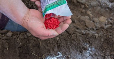 Kadın çiftçi pancar tohumu ekiyor. seçici odak