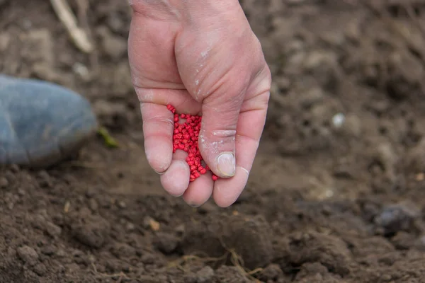 woman farmer sows beet seeds. selective focus