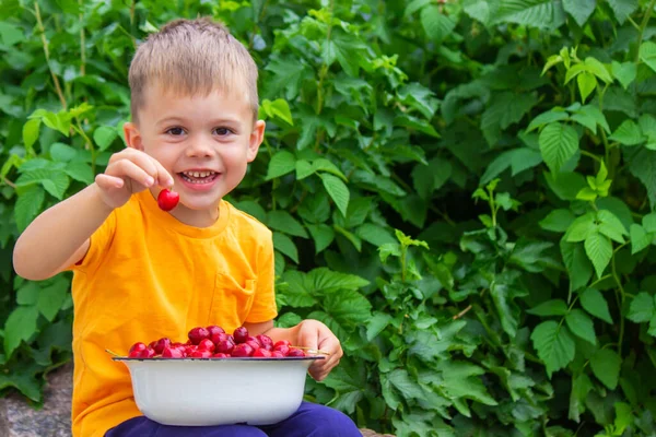 Çocuk Bahçede Kiraz Yiyor Seçici Odak — Stok fotoğraf