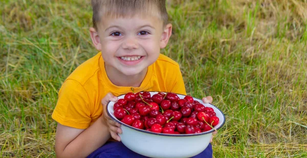 Enfant Mange Des Cerises Dans Jardin Concentration Sélective — Photo