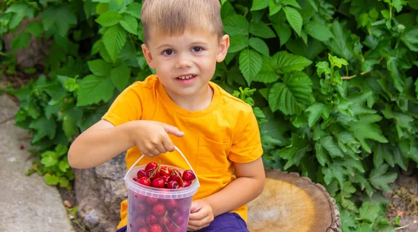 Çocuk Bahçede Kiraz Yiyor Seçici Odak — Stok fotoğraf